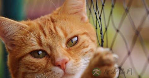 被猫抓伤怎么办
