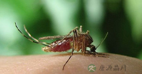 户外游玩被动物咬伤怎么处理