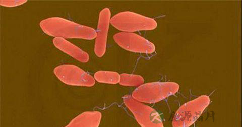 什么是肉毒杆菌