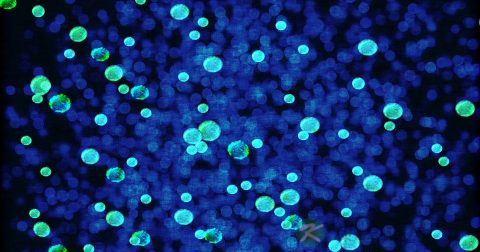 葡萄球菌分类的依据是什么
