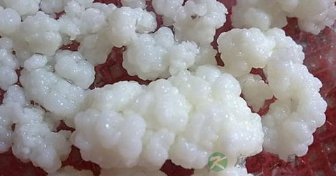 雪莲菌泡红糖水的好处