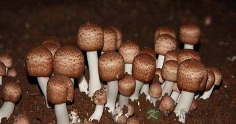腐生菌有哪些