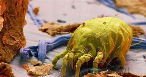 螨虫对人体有哪些危害