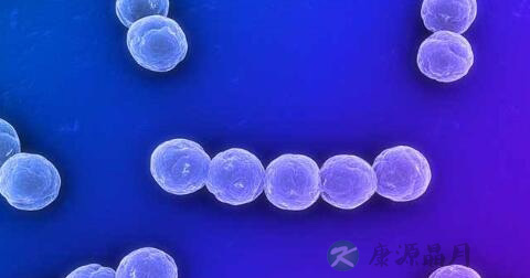 链球菌的分类
