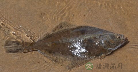 肝吸虫症状