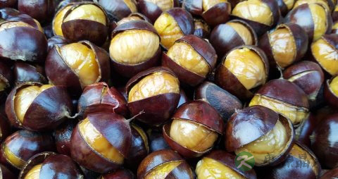 糖炒栗子含糖量高吗