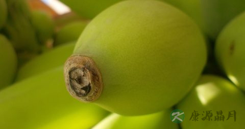 血糖高可以吃小米蕉吗