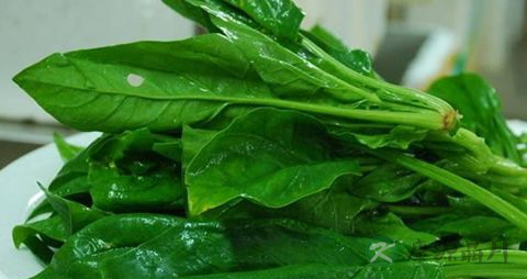 糖尿病能不能吃菠菜