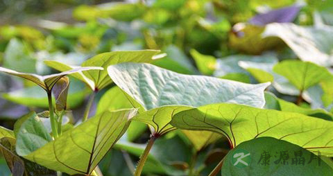 糖尿病人能吃红薯叶吗