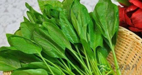 血糖高可以吃菠菜吗