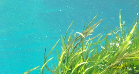 海带降血糖吗