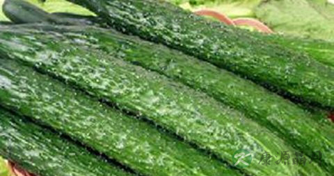 血糖高可以吃菠菜吗