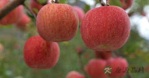 小儿糖尿病能治愈吗