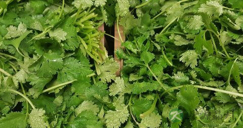 糖尿病的患病率