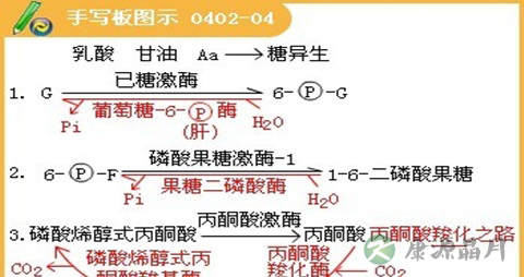 糖异生的生理意义