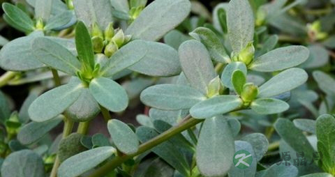 治疗糖尿病的野菜