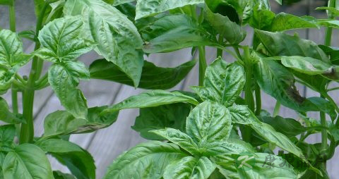 治糖尿病的野菜