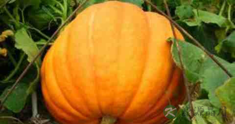 患糖尿病的人可以吃什么水果