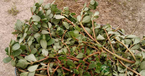 中医怎样治疗尿糖高