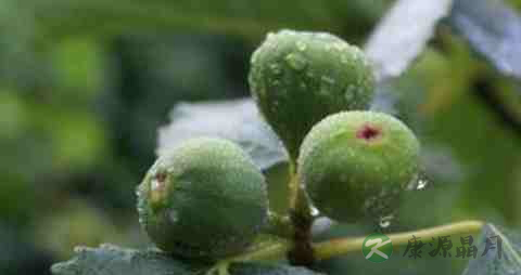 患糖尿病能吃什么水果