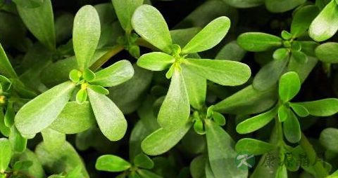 治疗糖尿病的植物