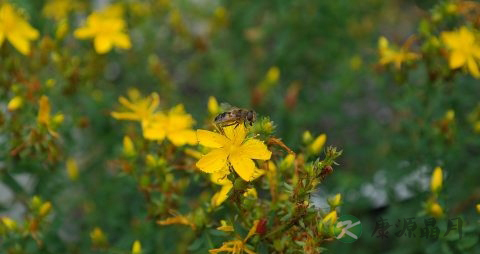 翻白草治疗糖尿病