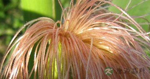 治疗糖尿病的植物