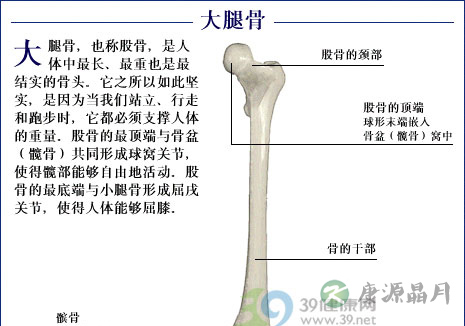 大腿骨