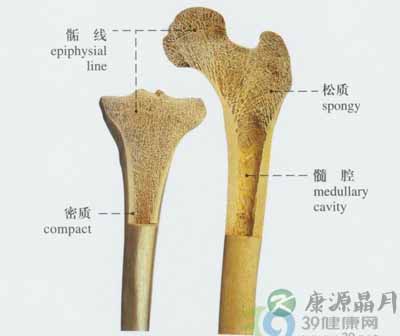 长骨——long bone