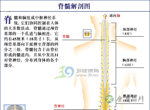 脊髓解剖图