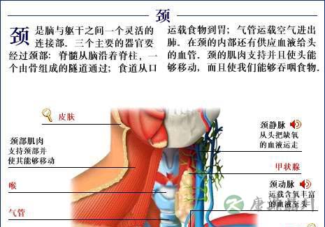 无脊髓损伤的颈椎骨折脱位