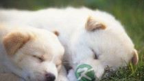 睡眠过多或引发糖尿病