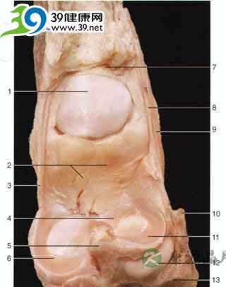 内、外侧半月板（上面观）