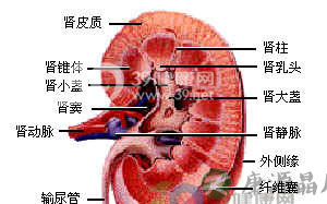 新方法阻止肾癌细胞自我修复
