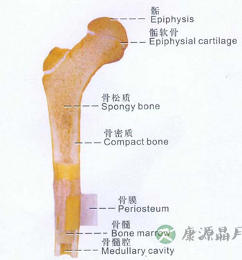 长骨——long bone