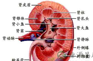 肾透析