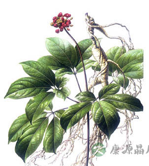 人参中毒后的家庭自救