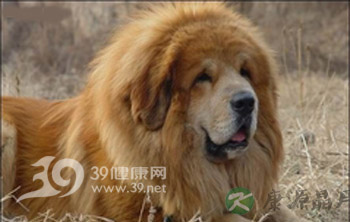 狂犬病的急救指导原则