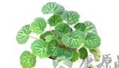 4种治咽喉发炎的妙法