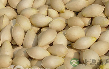 进食未熟白果容易中毒