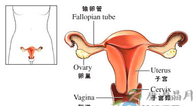 女性腰痛 竟是妇科病作怪