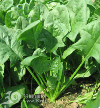 信不信由你 菠菜烹饪误区人人都犯