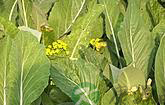 青菜的营养价值 青菜的营养价值