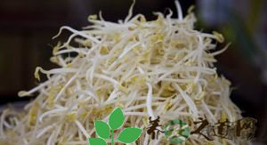 豆芽的营养价值