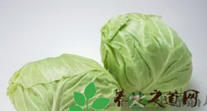 卷心菜的营养价值