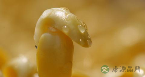 绿豆芽的食用价值
