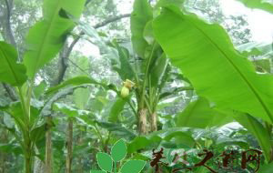 芭蕉的营养价值 芭蕉的营养价值