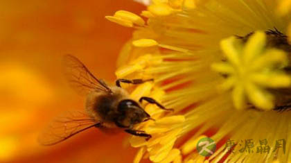 吃蜂花粉的好处