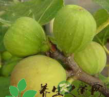 无花果的营养价值