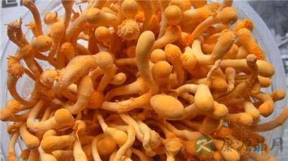 虫草花的营养价值与吃法